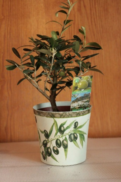 Продам: оливковое деревце