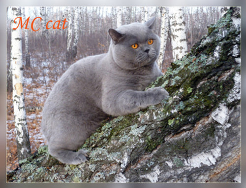 Продам: Британские котята голубого окраса