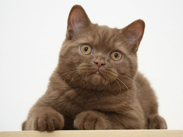 Продам: Британские котята редкого окраса