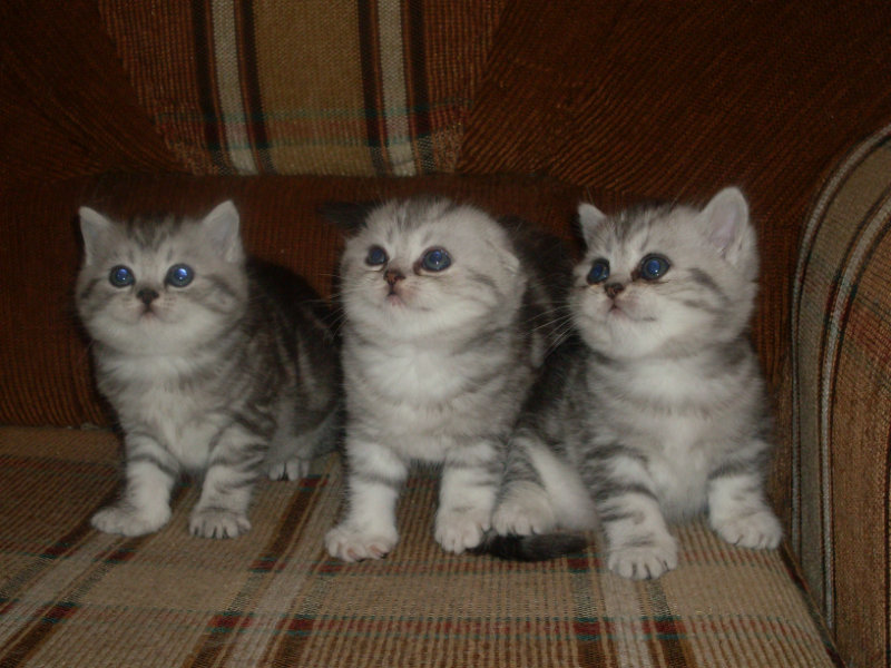 Продам: шотландские котята