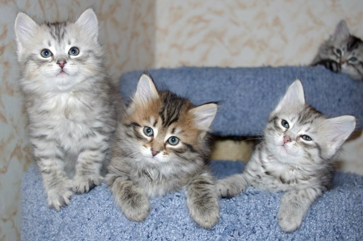 Продам: Сибирские котята серебряных окрасов