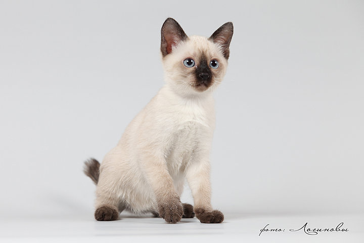 Продам: котят Меконгского бобтейла