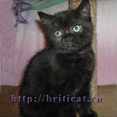 Продам: Черные британские котята
