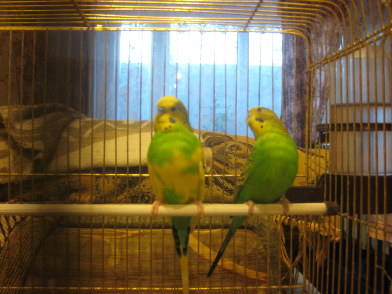 Продам: пара волнистых попугаев