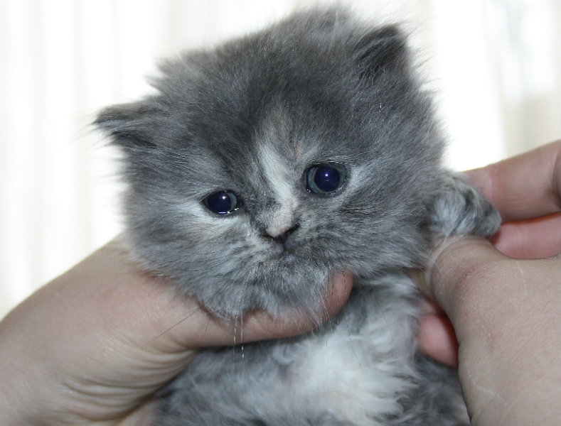 Продам: продается персидский котенок девочка