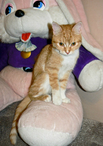 Продам: Рыженький миниатюрный котенок -девочка!