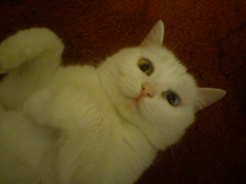 Отдам даром: Белая кошка с разноцветными глазами