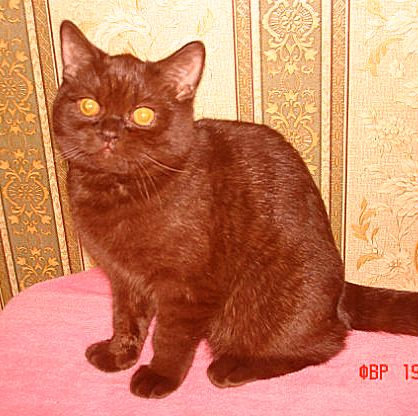 Продам: котенка британской короткошерстной