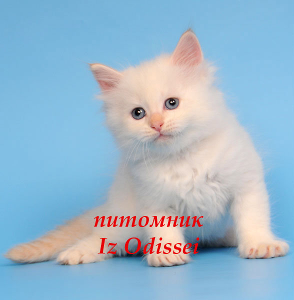 Продам: НЕВСКИЕ маскарадные котята редких окрас