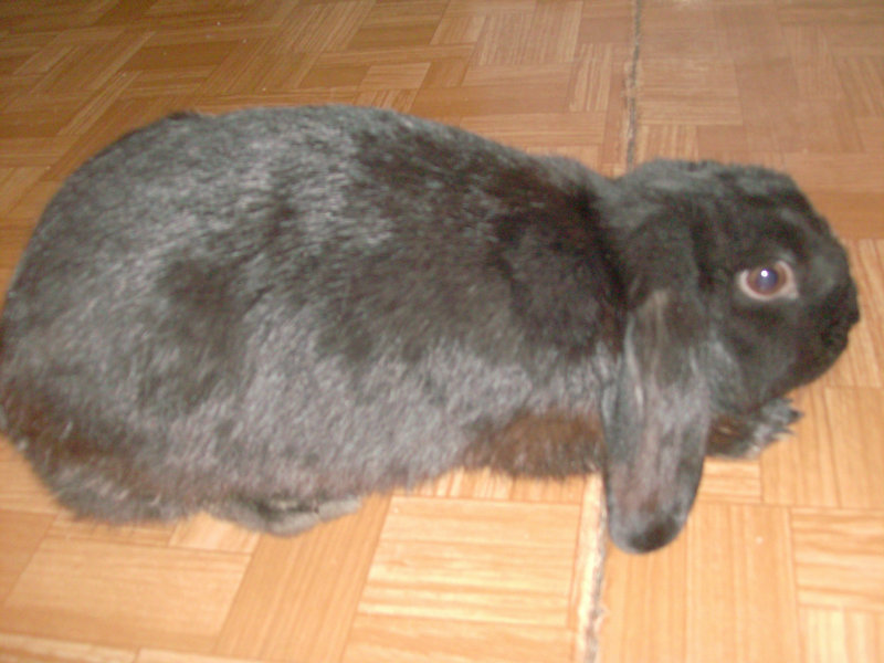 Продам: кролик карликовый вислоухий