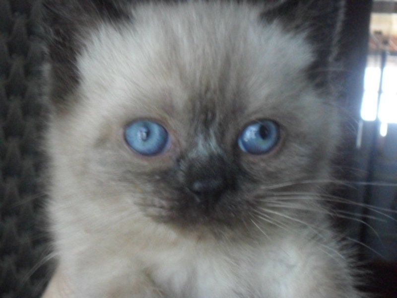 Продам: Британские котята с синими глазами.
