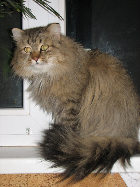 Отдам даром: шикарный сибирский кот