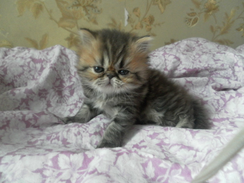 Продам: Продам персидских котят