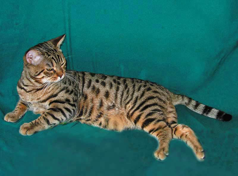 Продам: Бенгальский котик приглашает на вязку