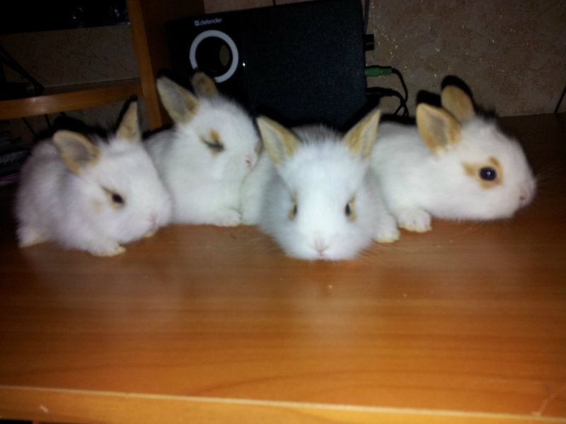 Продам: Декоративных маленьких крольчат