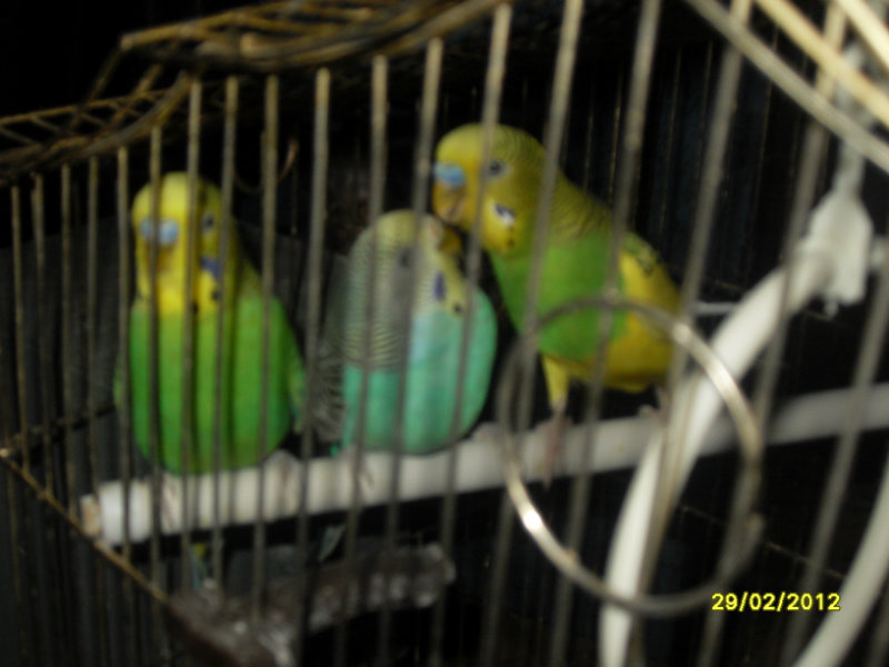 Продам: волнистых попугаев
