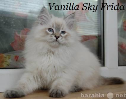 Продам: Сибирские котята питомник Vanilla Sky