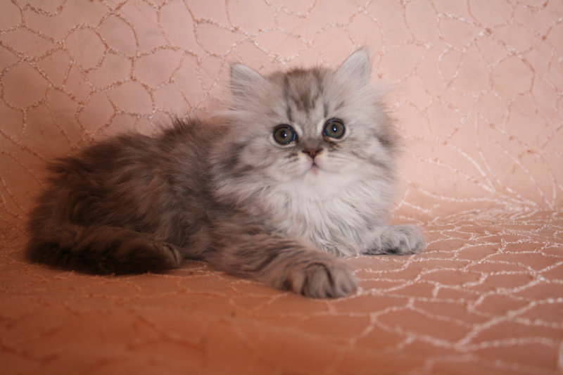 Продам: Котята персидской затененной серебристой