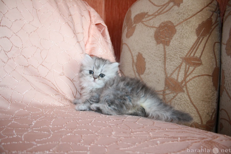 Продам: Котята персидской затененной шиншиллы