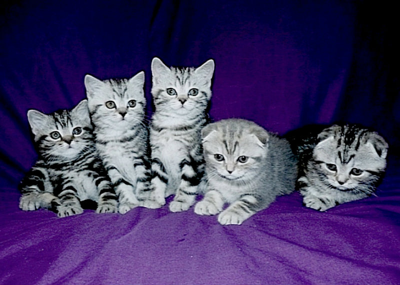 Продам: Шотландские плюшевые клубные котята к пр