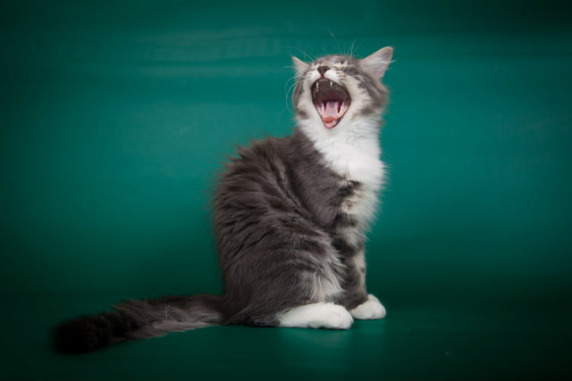 Продам: сибирского котенка