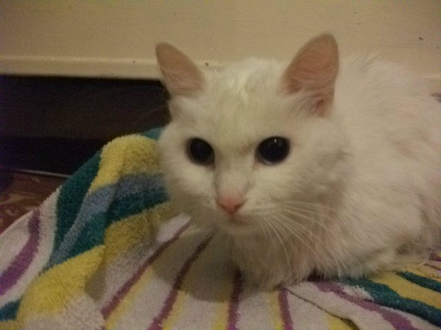 Отдам даром: Белая кошка с разноцветными глазами!