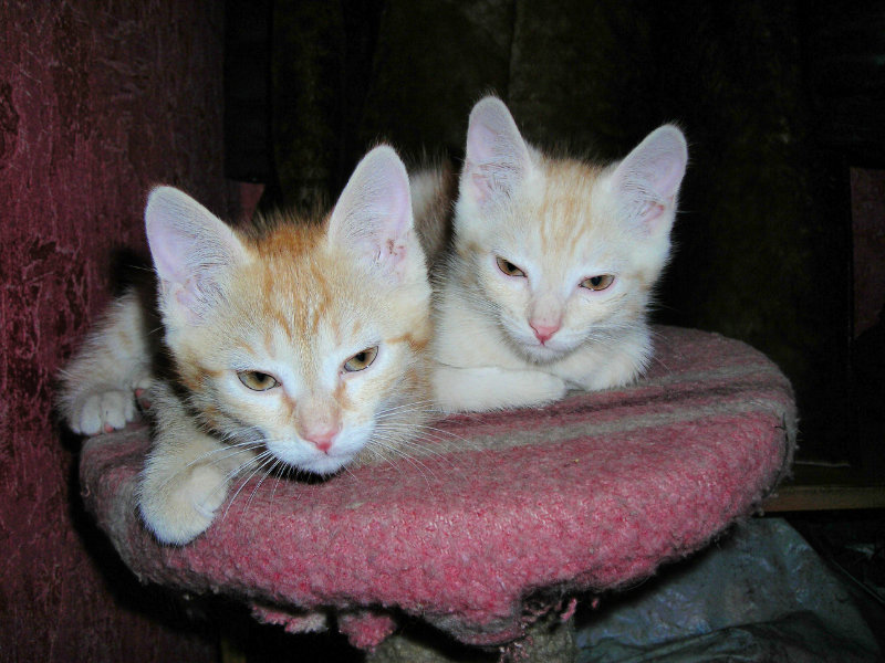 Отдам даром: Два котенка дворянской породы
