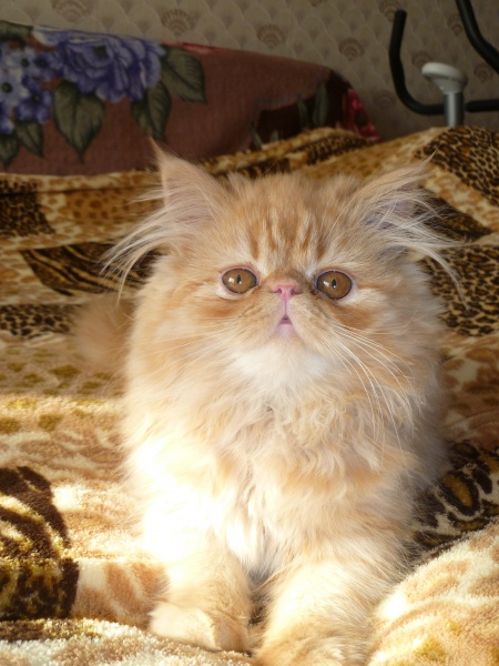 Продам: котенок персидский экстремал
