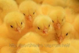 Продам: Цыплята  бройлерные