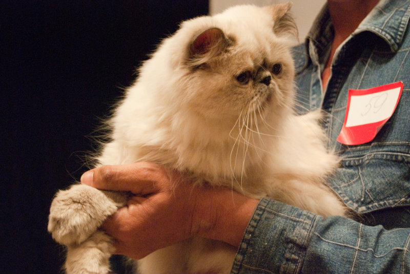 Отдам даром: Персидская кошка.