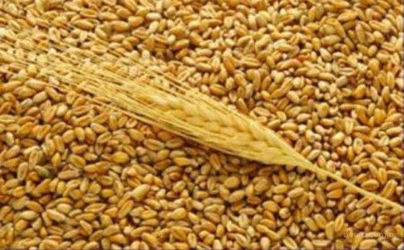 Продам: Пшеница 3 класса