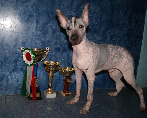Продам: Элитный щенок перуанской голой собаки