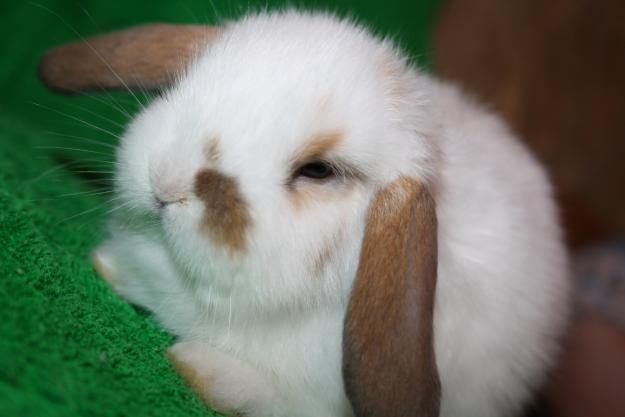Продам: Продаются карликовые вислоухие кролики (
