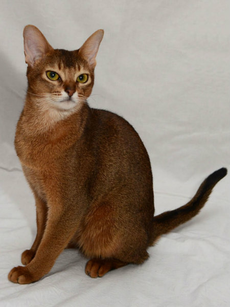 Продам: Абиссинскую кошку 2 лет в разведение