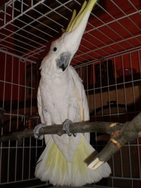 Продам: Попугай Какаду желтохохлый