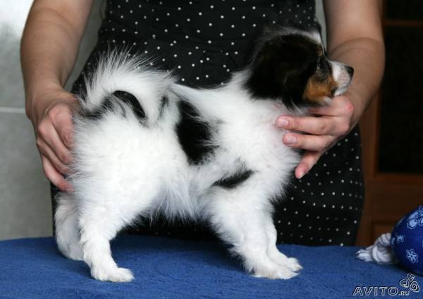 Продам: щенок папильона (папийона)