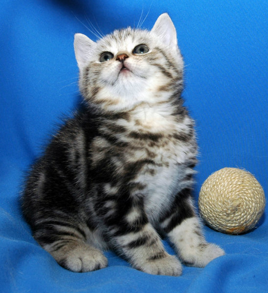 Продам: шотландского котика мраморного окраса