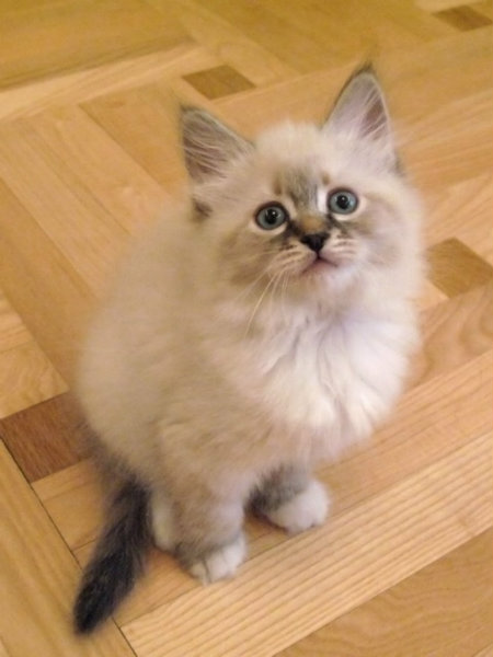 Продам: невского маскарадного котенка-девочку
