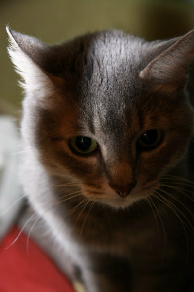 Отдам даром: Кошка Дульсинея 7 лет, стерилизована