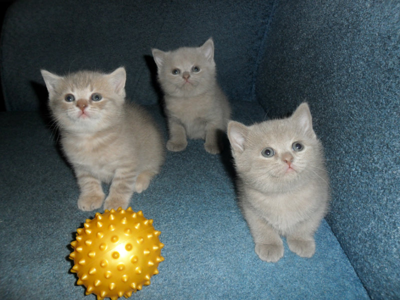 Продам: Чистокровные британские котята.