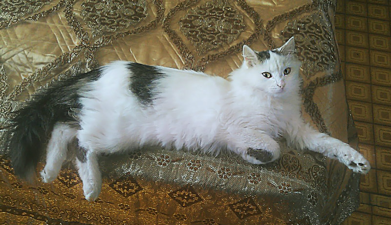 Отдам даром: Подросший сибирский котенок-мальчик