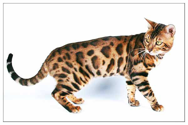Продам: Клубные бенгальские котята