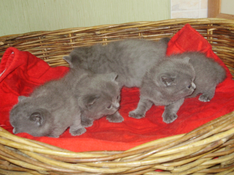 Продам: Продам британских короткошерстных котят