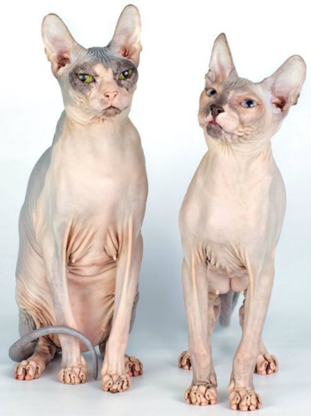 Продам: голубоглазого котенка  донской сфинкс