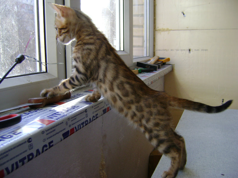 Продам: Бенгалский котенок
