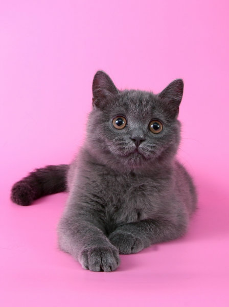 Продам: Шотландский котенок-котик голубого окрас