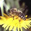 Куплю: Пчелосемьи среднерусской породы