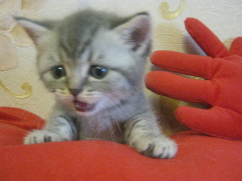 Продам: Британские плюшевые котята (вискас)