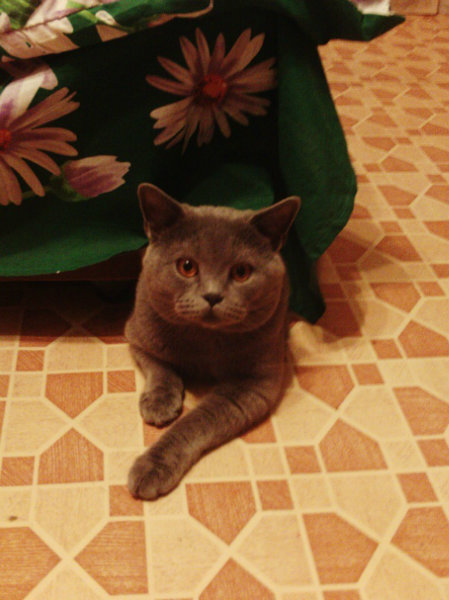 Отдам даром: Британский  кот голубого окраса