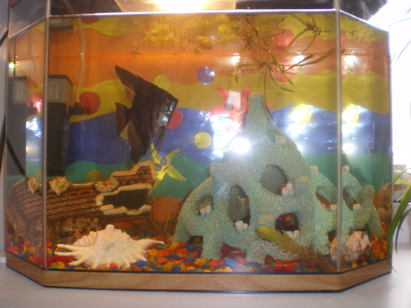 Продам: аквариум с содержимым